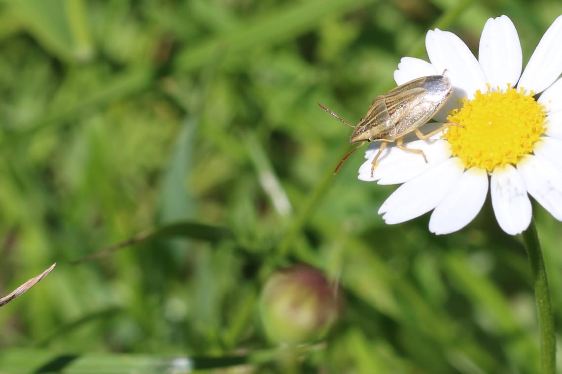 Aelia acuminata