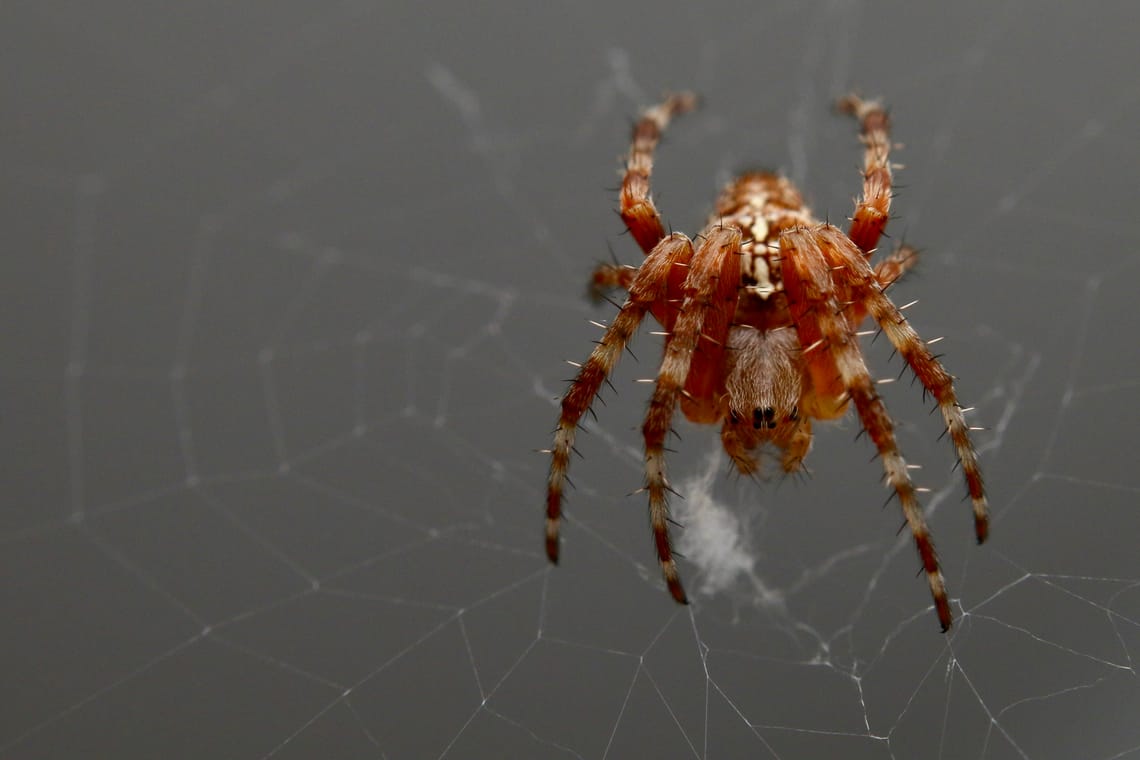 Spider roommate