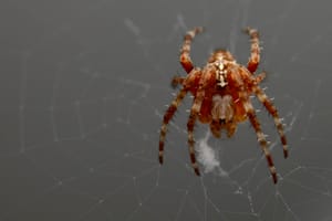 Spider roommate